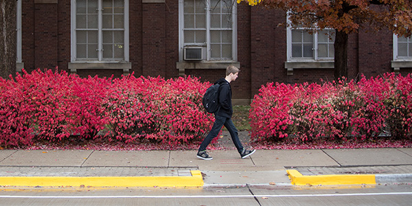 Student walking on sidewalk with red bushes in background and yellow street curb